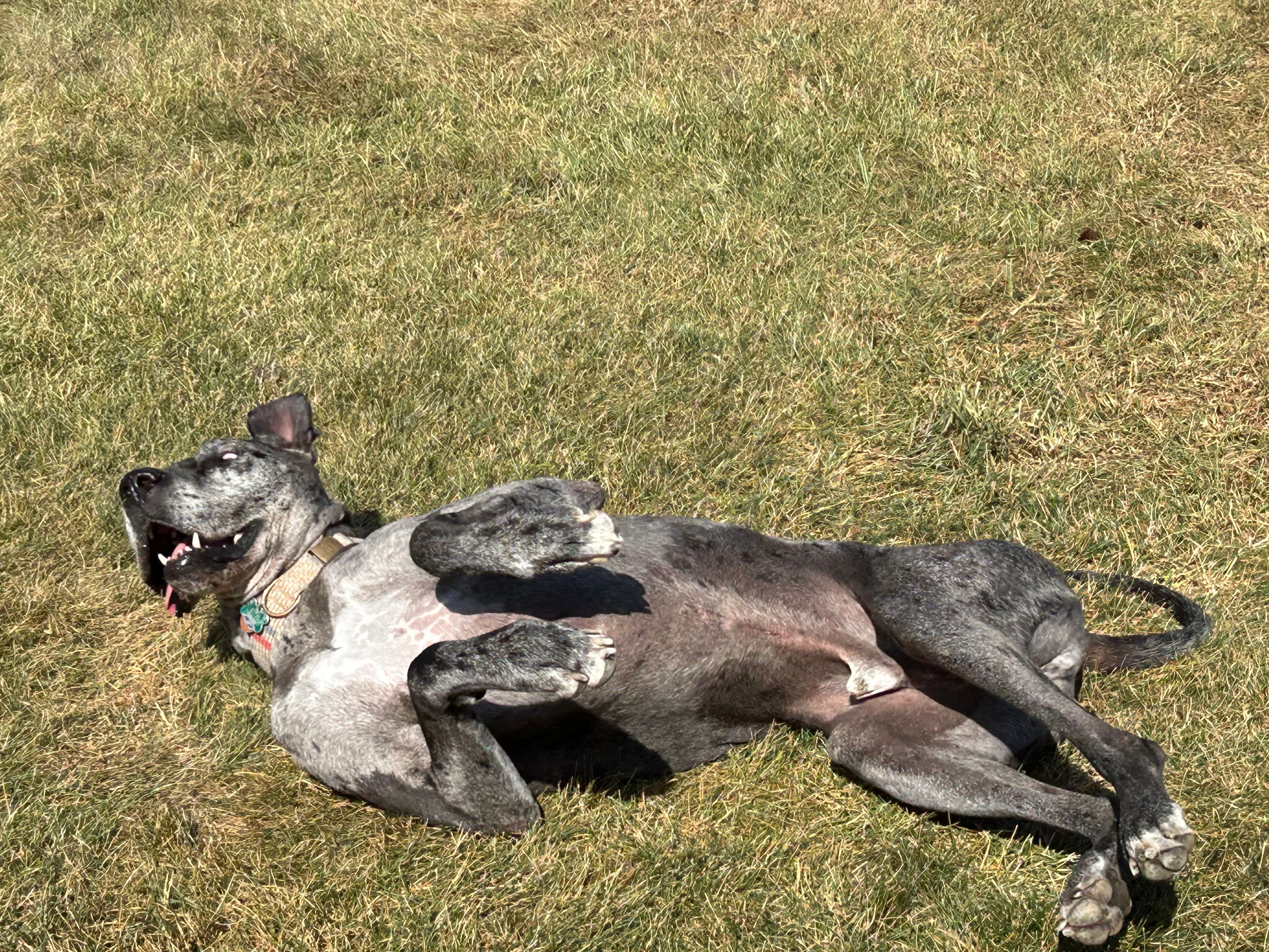A Great Dane happily sunbathing and rolling in the grass