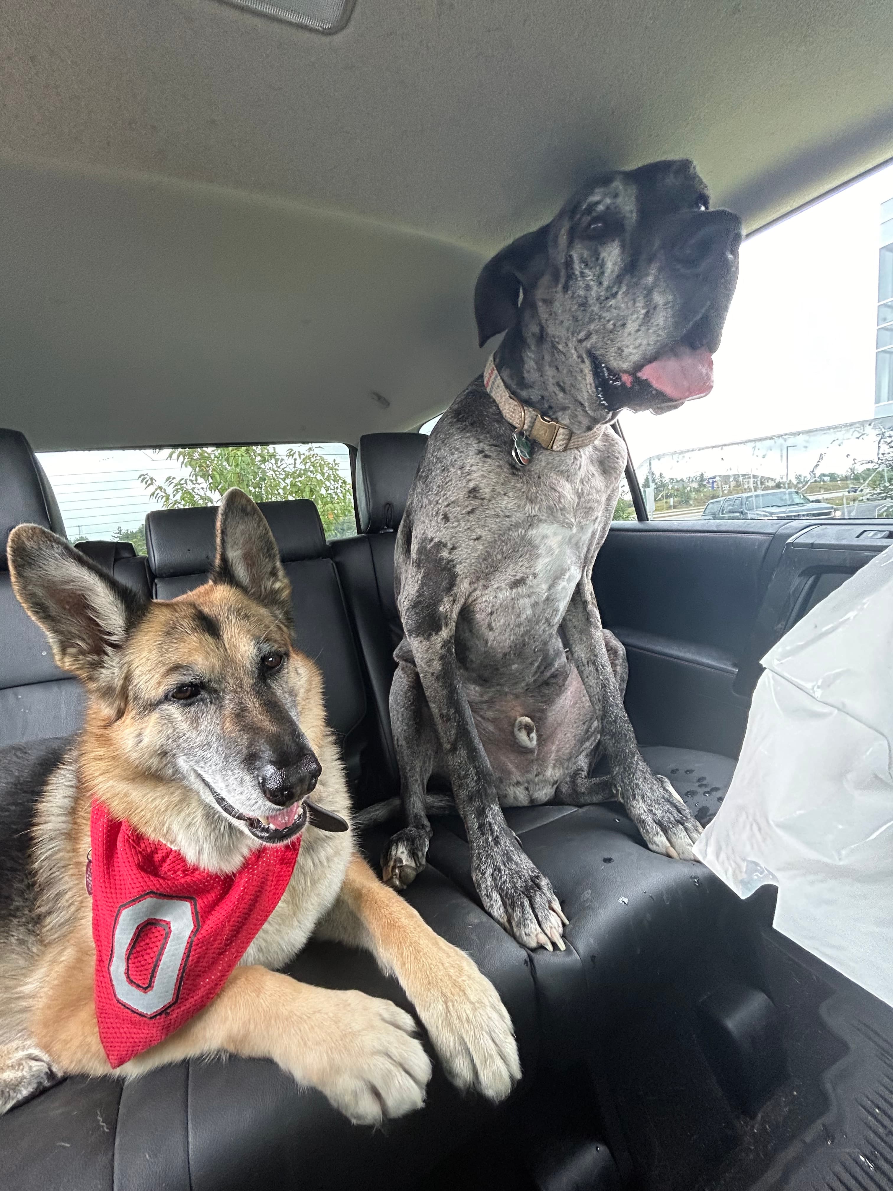 A German Shepherd and a Great Dane riding together in the back of an SUV
