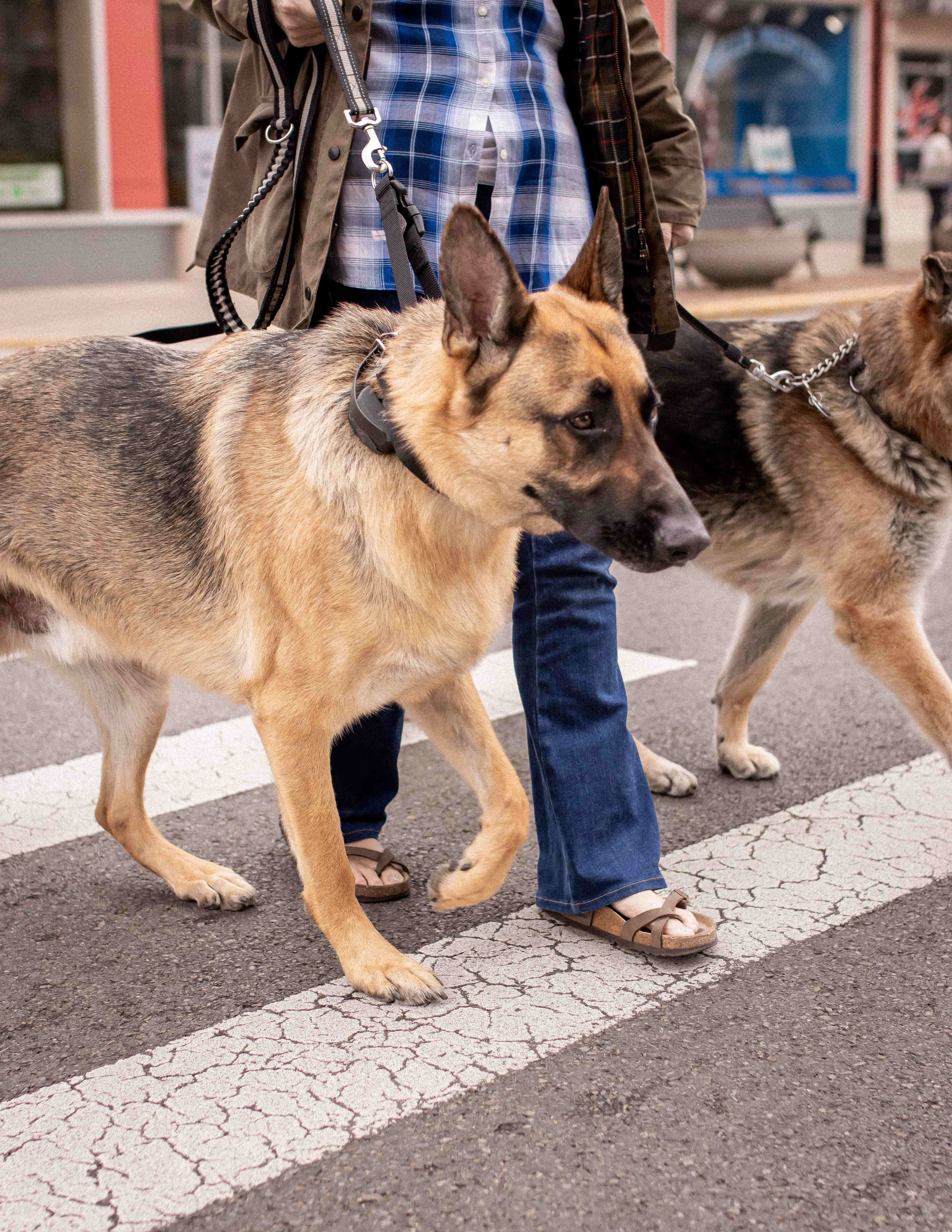 Two German Shepherds crossing a downtown street with their owner