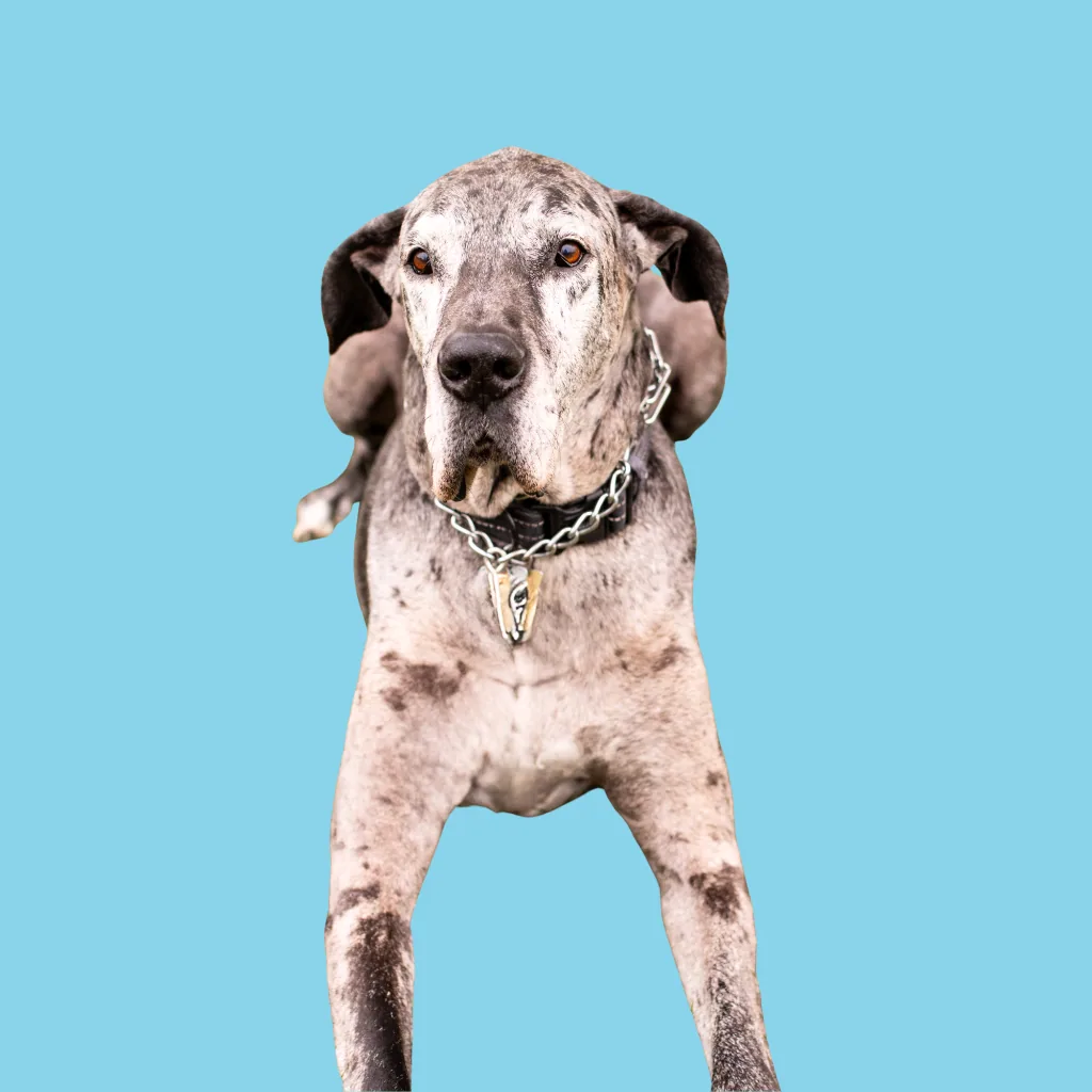 Max