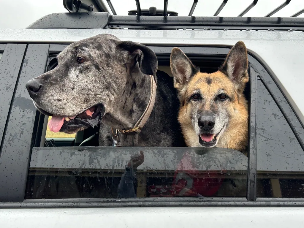 Two big dogs hanging out of a car window