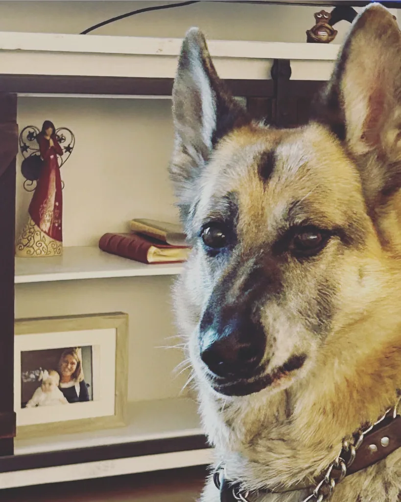 German Shepherd close up