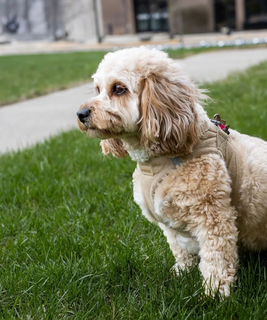 Fluffy dog in a harness on the grass